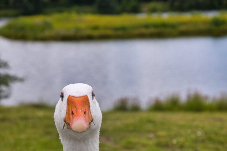 Der Kopf einer Gans, der gerade in die Kamera schaut. Rechts und links vom orangenen Schnabel schauen Grashalme raus.