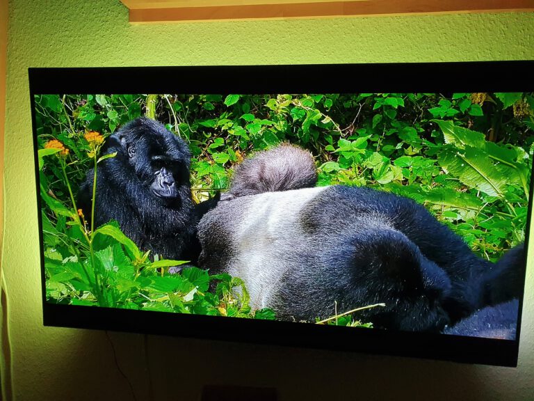 Ein Fernseher auf dem 2 Berggorillas zu sehen sind.