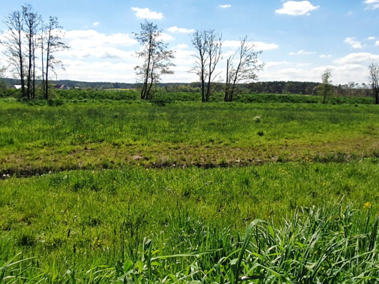 Eine Landschaft mit saftiger grüner Wiese, ein paar Bäumen im Hintergrund und blau weißen Himmel.