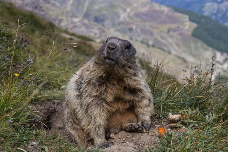 Ein plüschiges Murmeltier sitzt vor der Höhle. Im Hintergrund sieht man verschwommen die Berge.