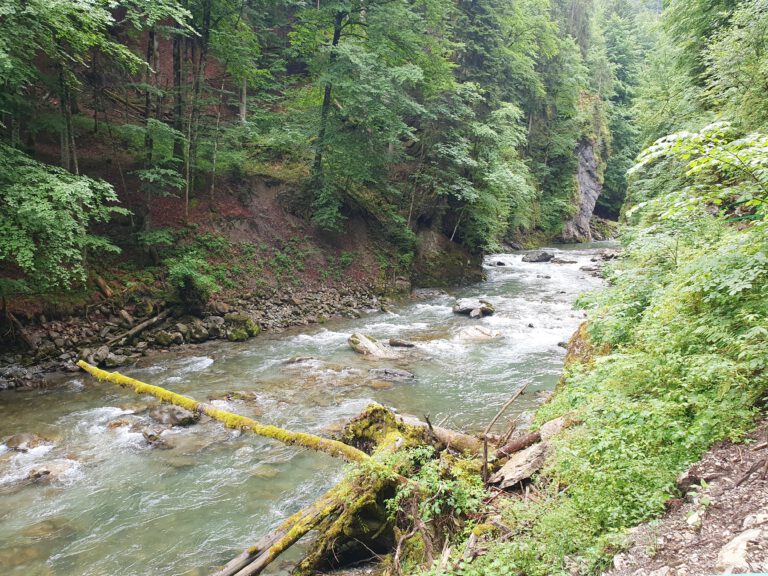 Eine Klamm durch die viel und schnell Wasser fließt. Rechts und links befinden sich Bäume.