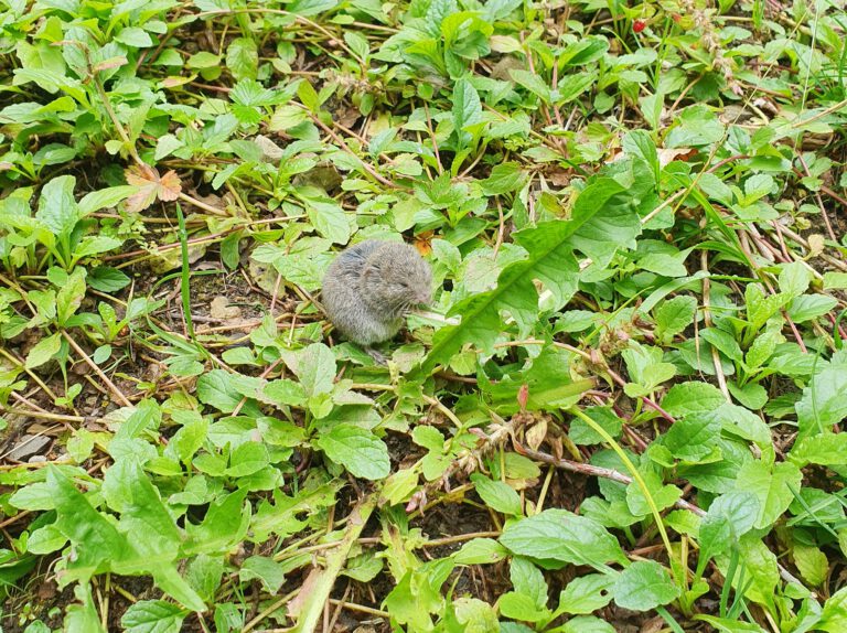 Eine kleine graue Maus sitzt in Mitten einer grünen Wiese und futtert an einem Blatt.