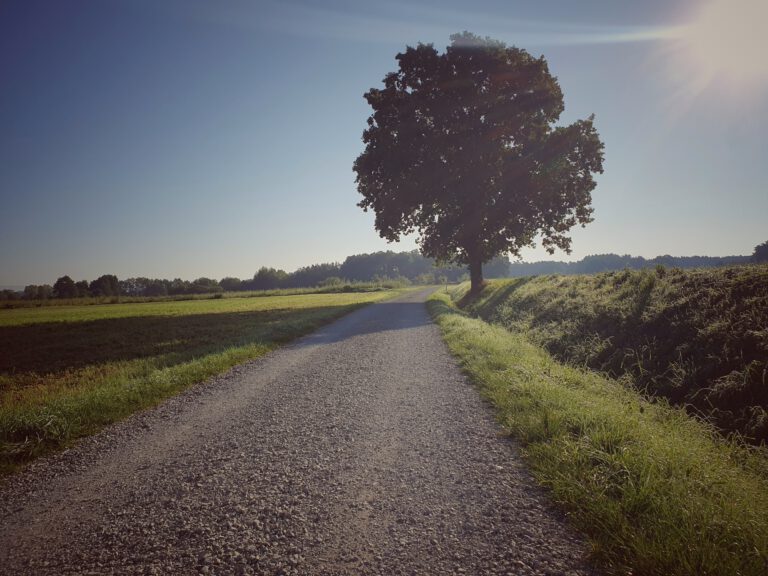 Ein einzelner Baum an einem Feldweg.