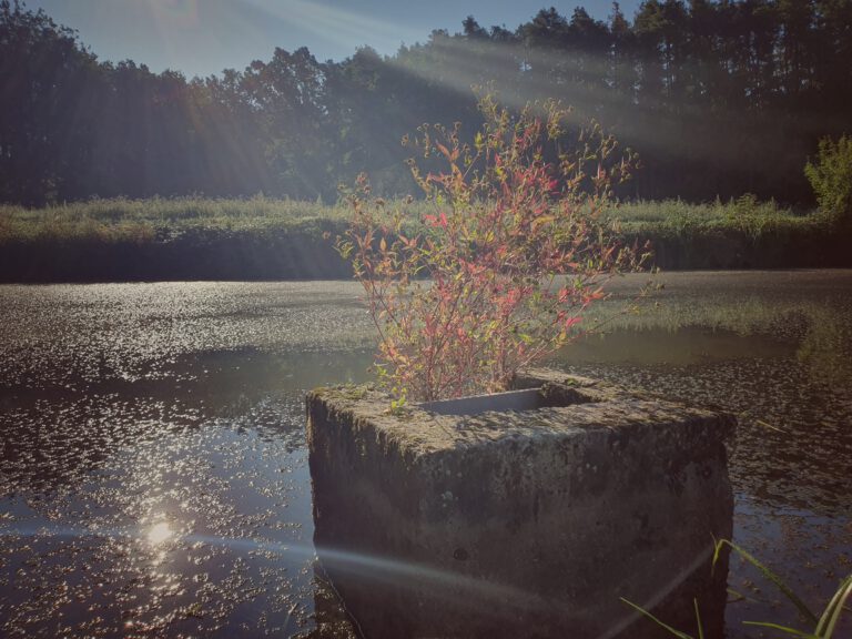 Ein Betonklotz mitten im Weiher in dem rot grüne Blumen wachsen.