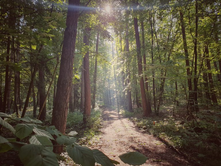 Ein kleiner Pfad im Wald. Rechts und links sind viele hohe Bäume. Die Sonne scheint zwischen den Blättern.