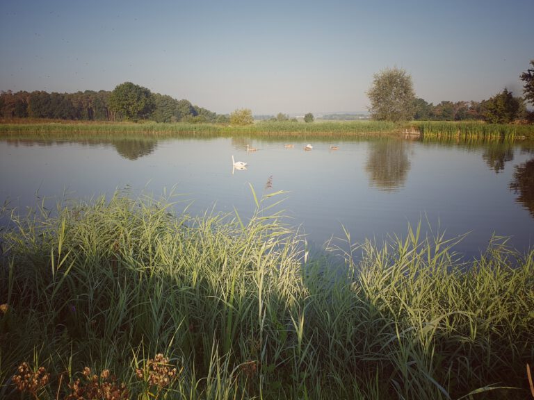 Ein Weiher mit fünf Schwänen.