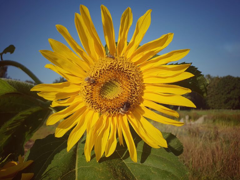 Eine Sonnenblume mit einer Hummel und einer Biene.