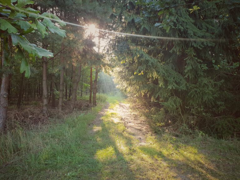 Ein kleiner Pfad im Wald. Rechts und links sind viele hohe Bäume. Die Sonne scheint zwischen den Blättern.