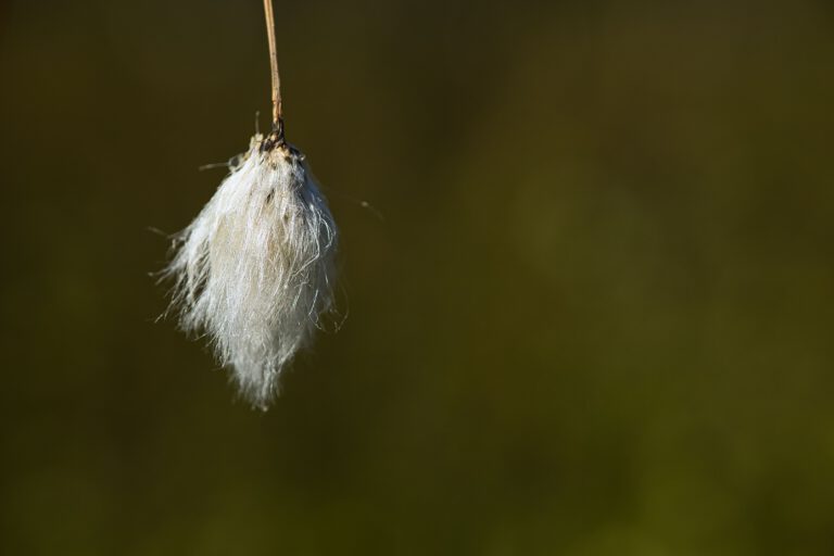 Ein einzelnes weißes Wollgras vor grünen Hintergrund.